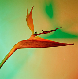 Strelitzia