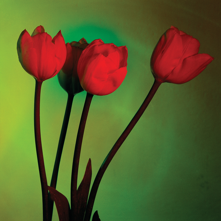 Tre tulipani