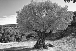Pont du Gard