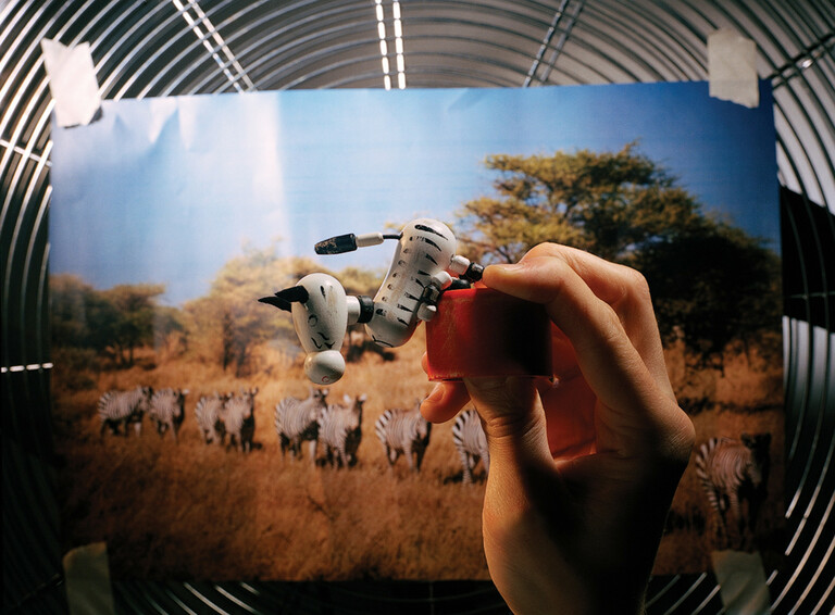Zebre (Savana’s dream)